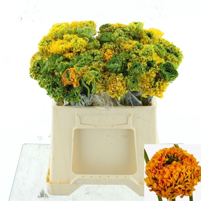 <h4>RAN PON PON MERLINO</h4>