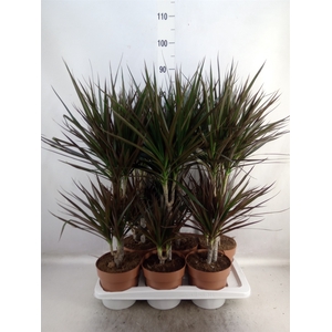 Dracaena marg. 'Magenta'