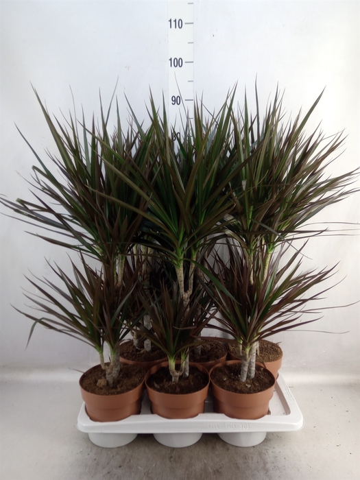 Dracaena marg. 'Magenta'