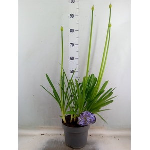 Agapanthus   ...