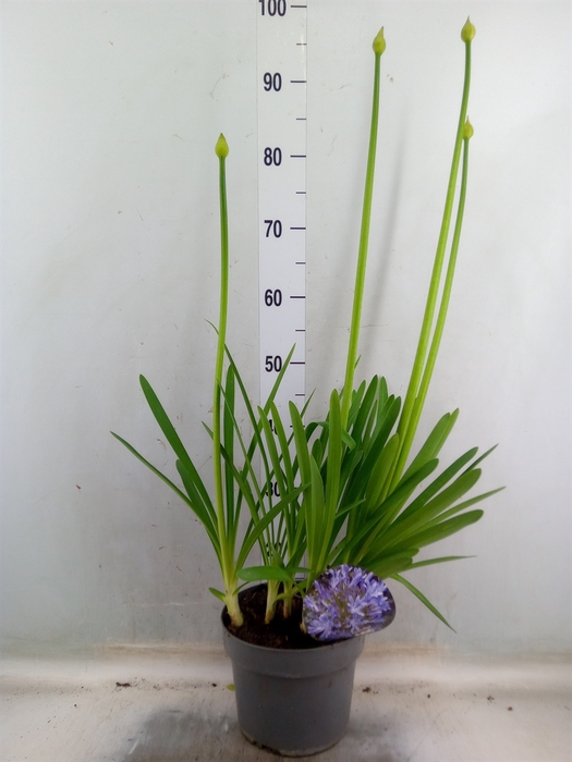 <h4>Agapanthus   ...</h4>