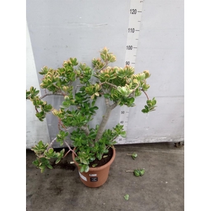 Crassula ovata 'Sunset'