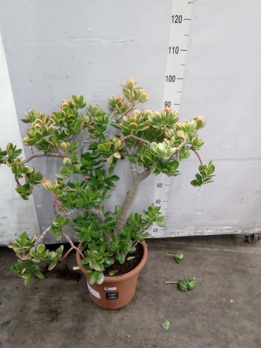 <h4>Crassula ovata 'Sunset'</h4>