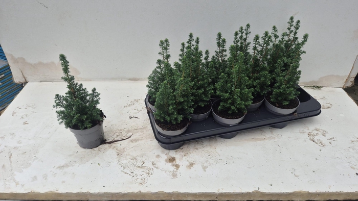 <h4>CHAM TH TOP POINT</h4>