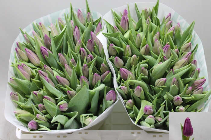 <h4>TU EN PURP SURPRISE</h4>