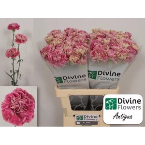 Dianthus st Antigua