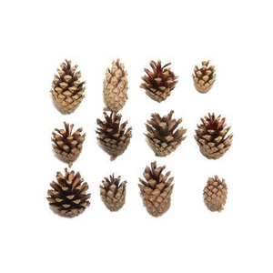 Pinecone Silvester 5kg