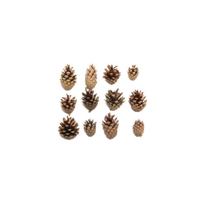 <h4>Pinecone Silvester 5kg</h4>