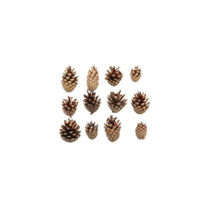 <h4>Pinecone Silvester 5kg</h4>