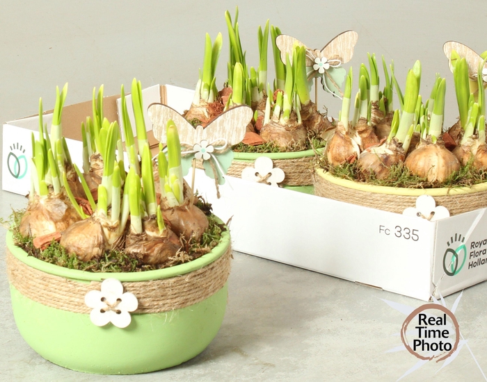 <h4>ARR NARCISSUS</h4>