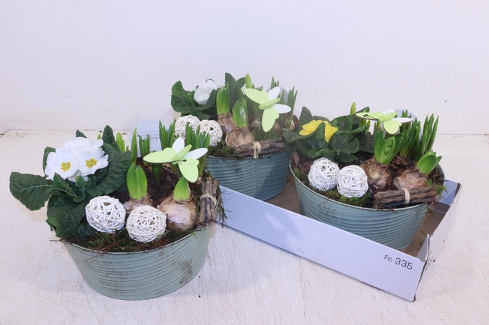 <h4>Arr Tuinplanten</h4>