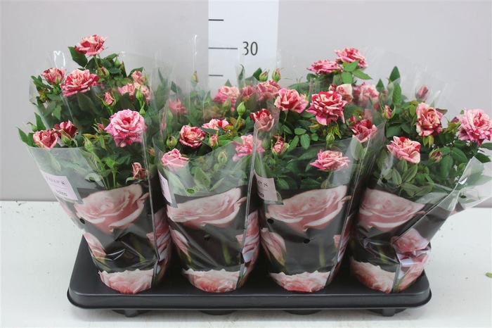 <h4>Rosa Patio Ganna</h4>