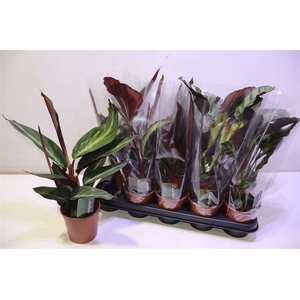 arr8 Calat Gem 3 Srt