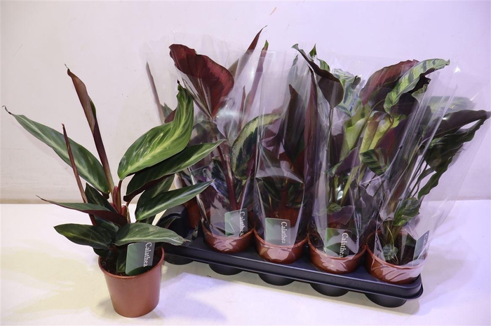 arr8 Calat Gem 3 Srt