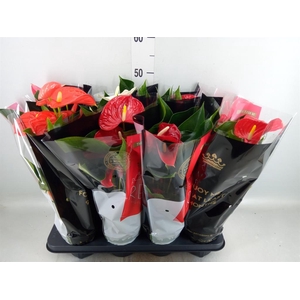Anthurium   ...mix