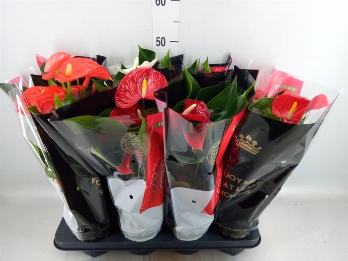 <h4>Anthurium   ...mix</h4>