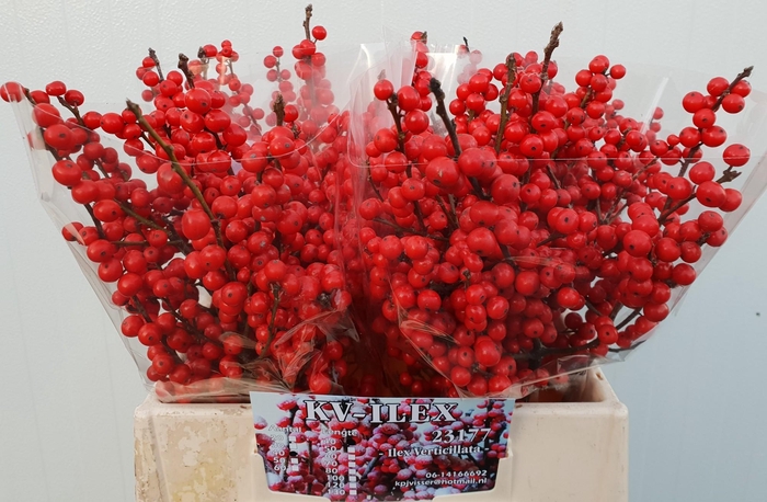 <h4>ILEX VE RODE BES</h4>