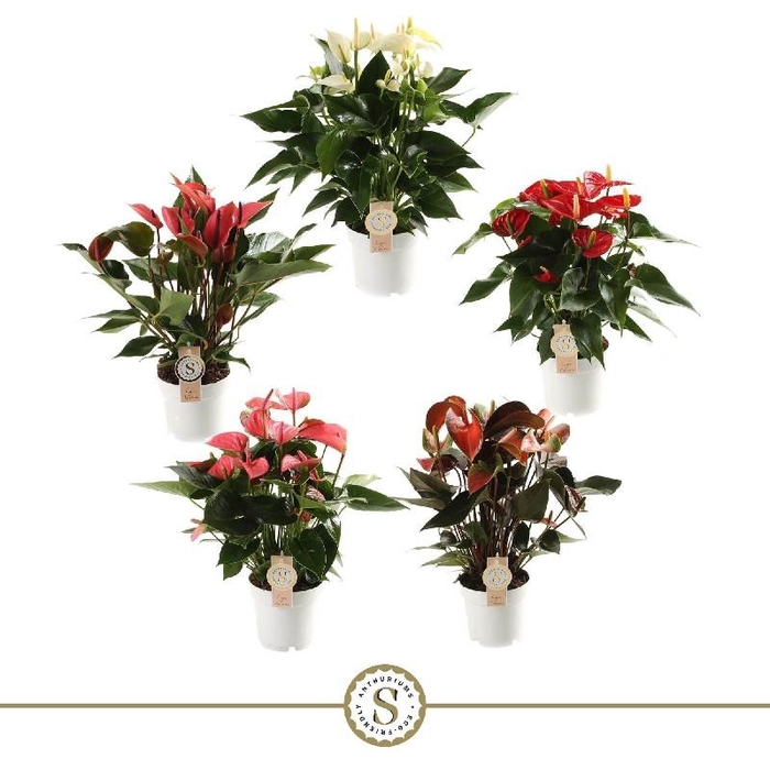 <h4>Anthurium Andreanum P14 Topmix</h4>