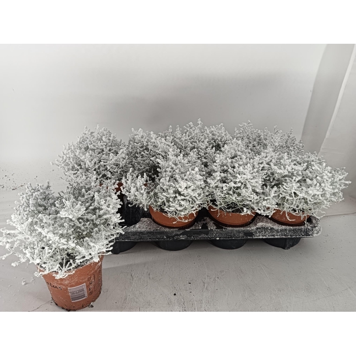 <h4>LEUCOPH BROWNII</h4>