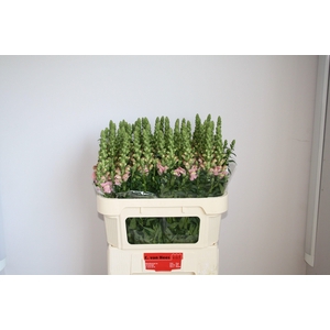 Antir Cool Light Pink