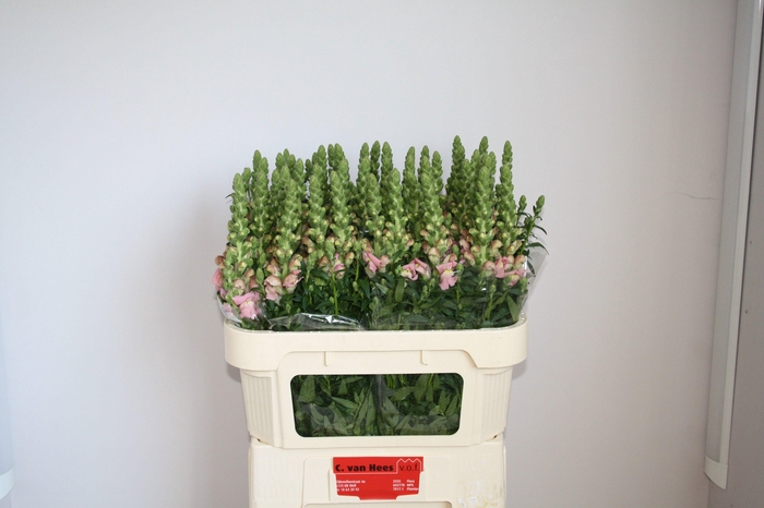 <h4>Antir Cool Light Pink</h4>