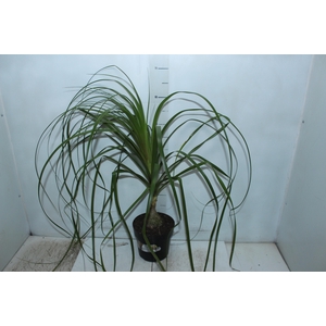BEAUCARNEA P17