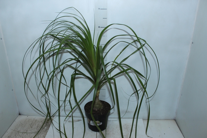 <h4>BEAUCARNEA P17</h4>