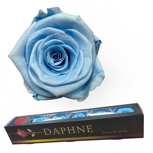 R Preserved Sky Blue Xl