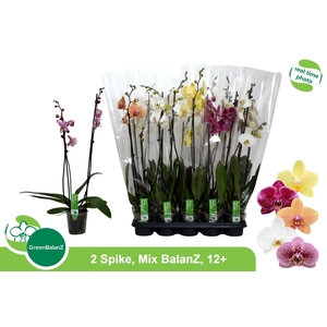 PHAL GEM