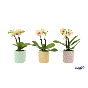 3D Keramiek Tiny Dolls Geel 2T10+ Aqu@