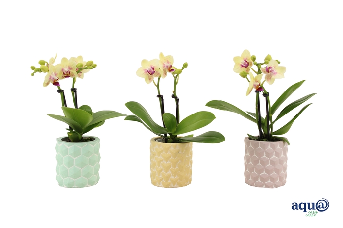 <h4>3D Keramiek Tiny Dolls Geel 2T10+ Aqu@</h4>