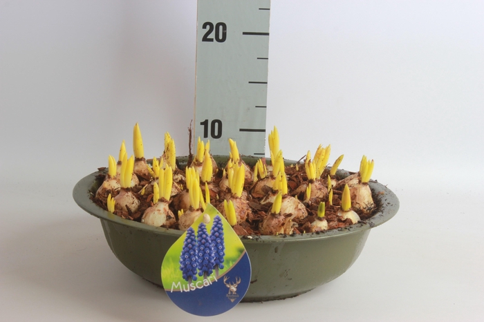 <h4>ARR MUSCARI</h4>