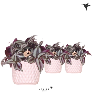 Kolibri Greens Tradescantia Zebrina in Diamond pot nude