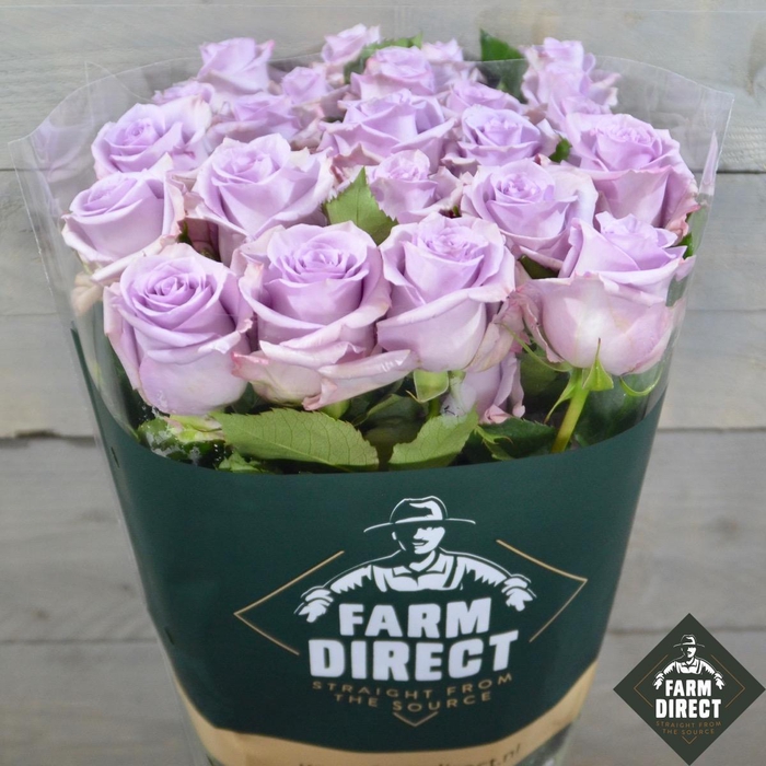 <h4>R GR SHOCKING BLUE</h4>