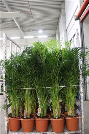 <h4>Dypsis Lutescens 30pp</h4>