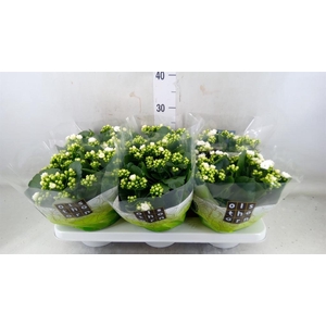 Kalanchoe blos. 'Calandiva Whites'