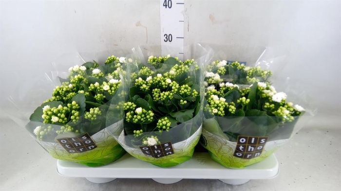 <h4>Kalanchoe blos. 'Calandiva Whites'</h4>