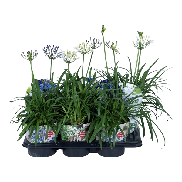 <h4>Nolina Agapanthus Ø 17 cm.Summer LoveTM Mix</h4>