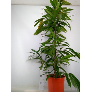 Ficus binn. 'Amstel King'