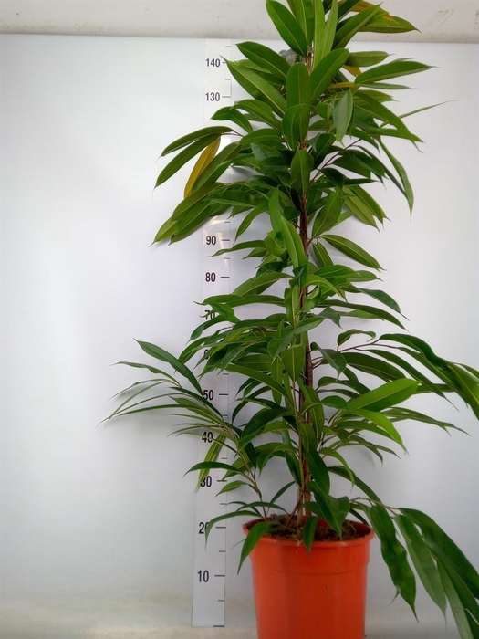 <h4>Ficus binn. 'Amstel King'</h4>