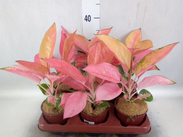 Aglaonema   ...