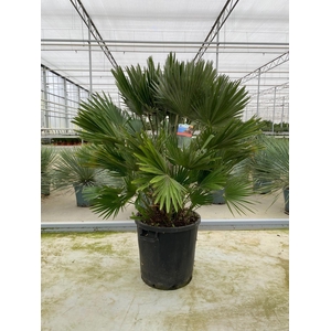 Chamaerops humilis