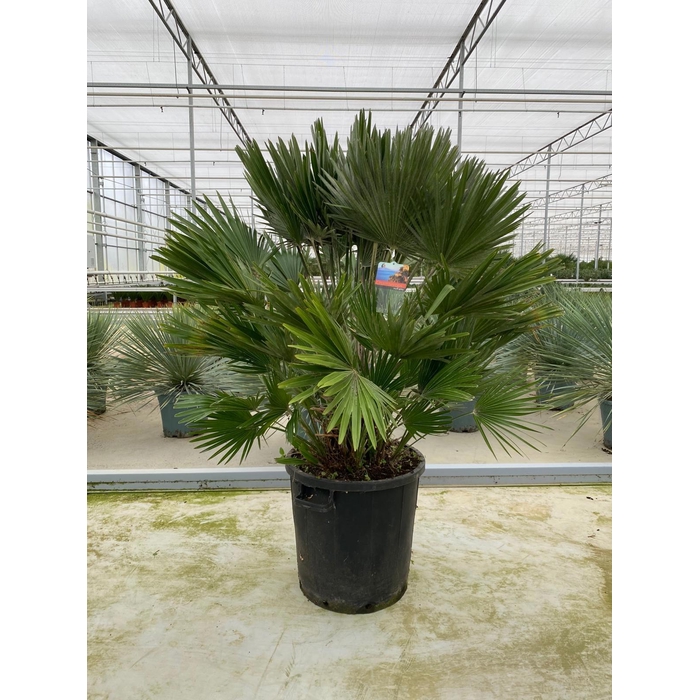 <h4>Chamaerops humilis</h4>