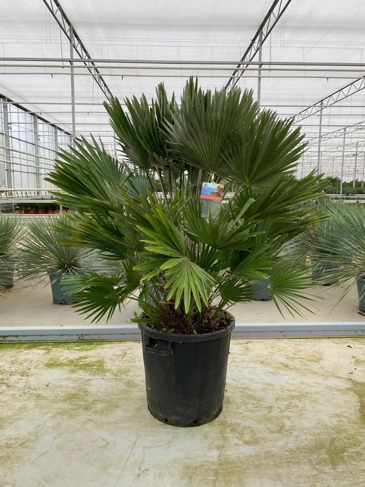 <h4>Chamaerops humilis</h4>