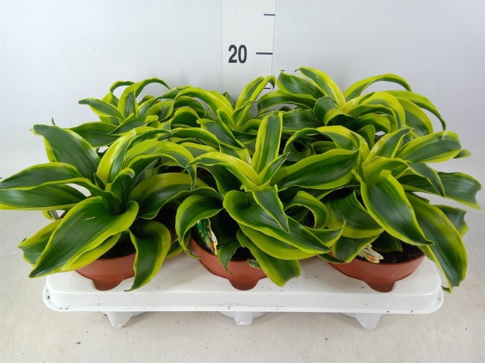 <h4>Dracaena frag. 'Tornado'</h4>