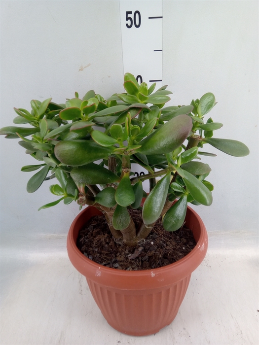 <h4>Crassula ovata 'Hummels Sunset'</h4>