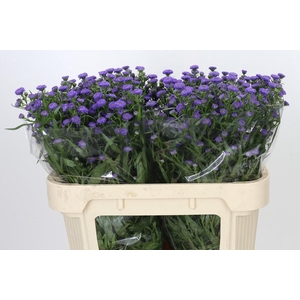 Aster Baby Parade
