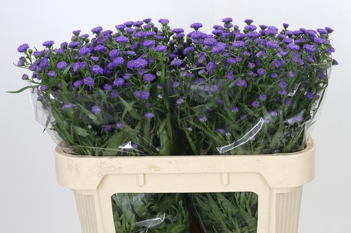 <h4>Aster Baby Parade</h4>