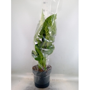 Dieffenbachia seg. 'Reeva'