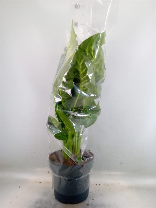<h4>Dieffenbachia seg. 'Reeva'</h4>